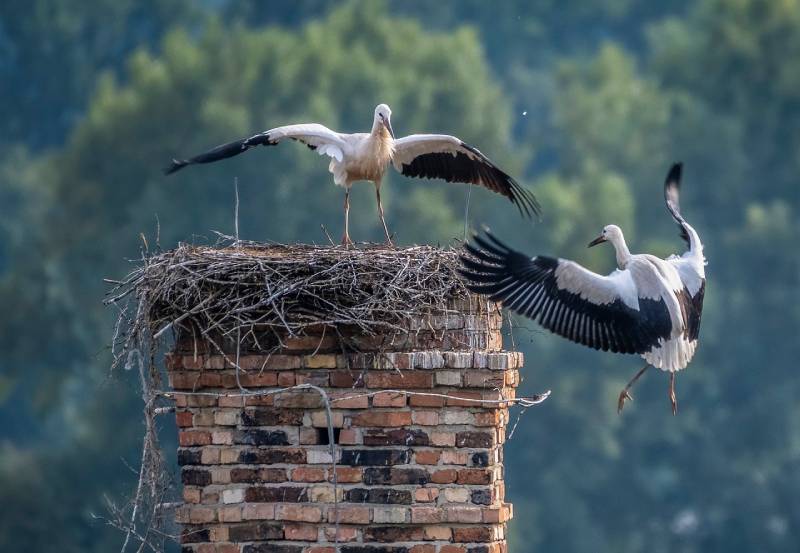 Professional Chimney Animal Removal Services in Frisco, Texas