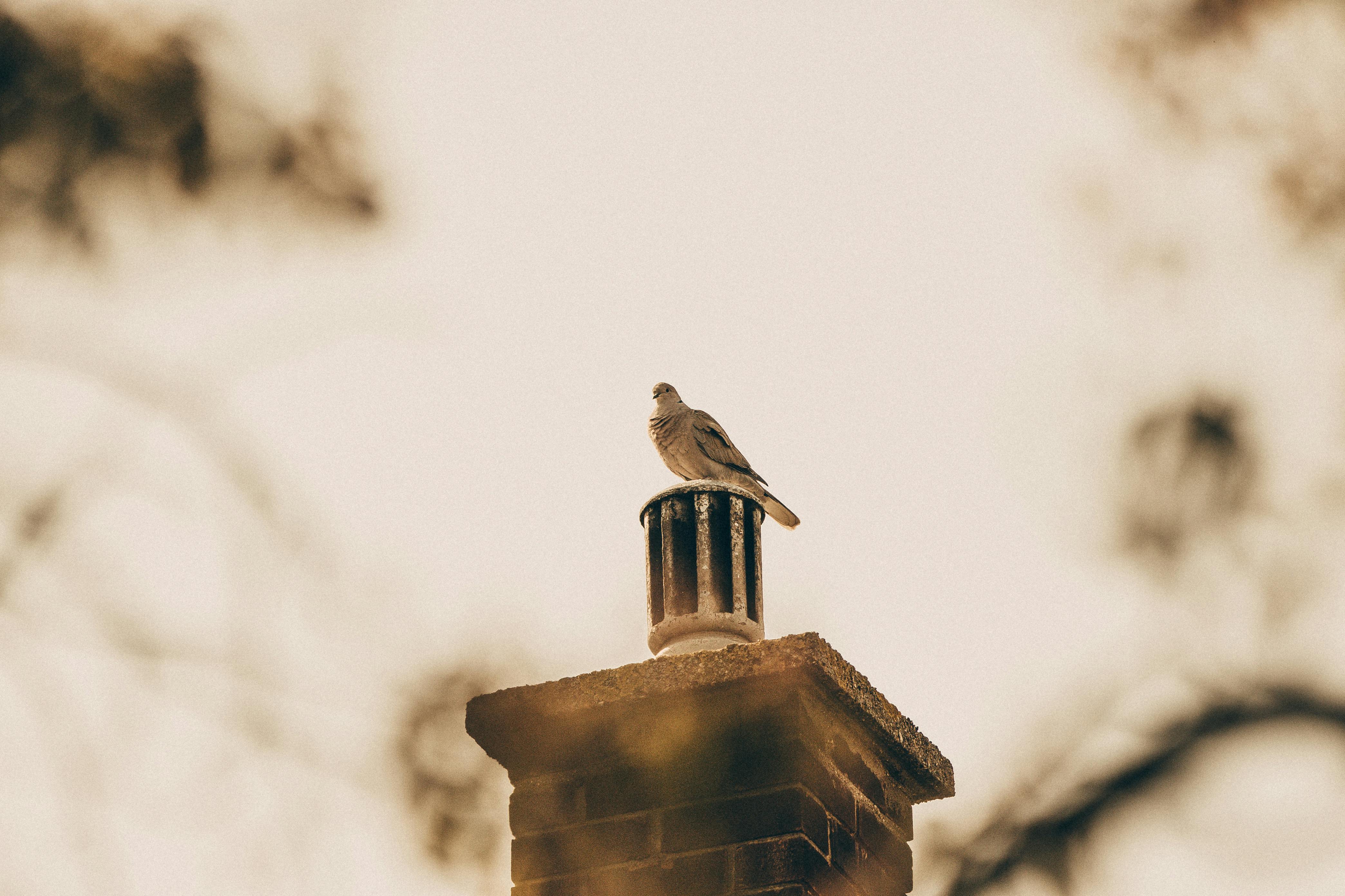 Professional Chimney Cap and Damper In Frisco Texas